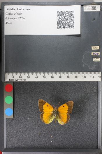 Media type: image;   Entomology 118742